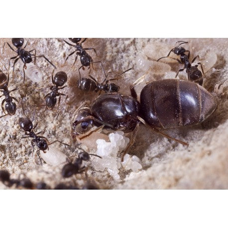 Lasius Niger -Kolonie