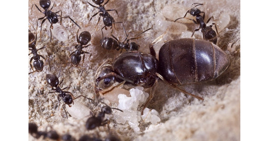 Lasius Niger -Kolonie