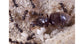 Lasius Niger -Kolonie