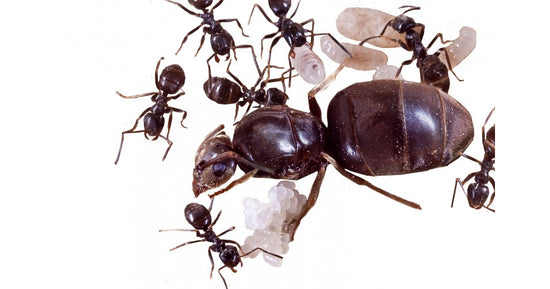 Lasius Niger -Kolonie