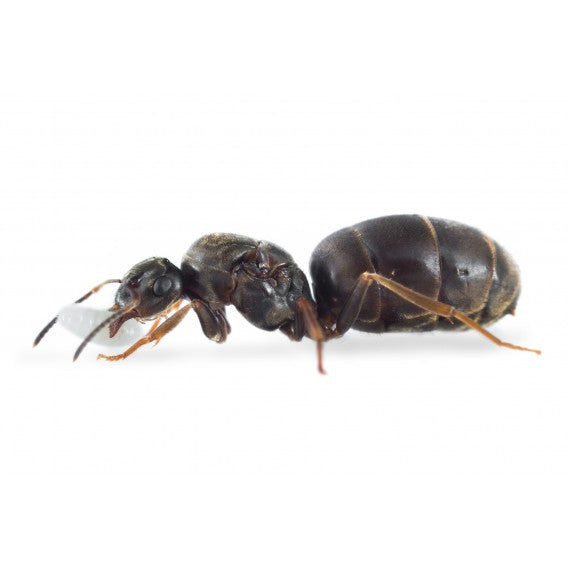 Lasius niger -Königin (Mit Eiern)