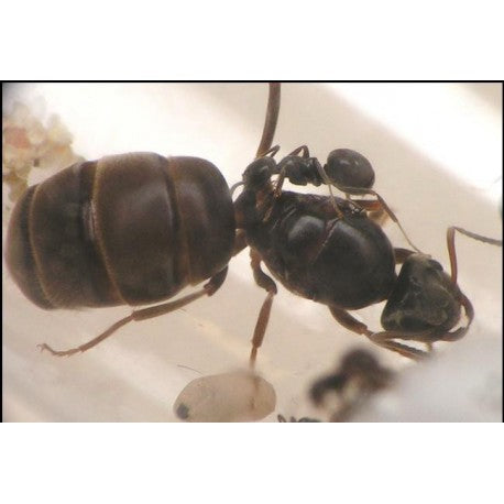 Lasius niger -Königin (Mit Eiern)