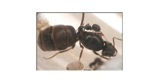 Lasius niger -Königin (Mit Eiern)