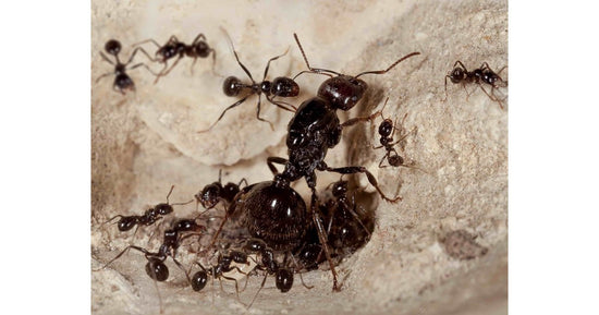 Messor barbarus -Kolonie mit Königin (für Anfänger geeignet)