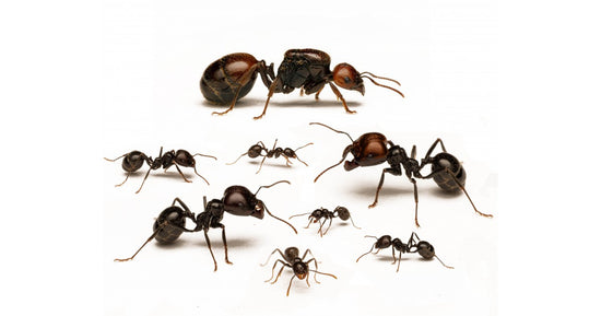 Messor barbarus -Kolonie mit Königin (für Anfänger geeignet)