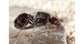 Messor barbarus - Königin