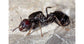 Messor barbarus - Königin