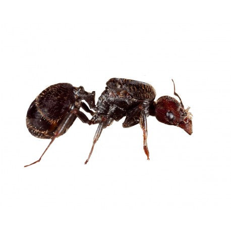 Messor barbarus - Königin