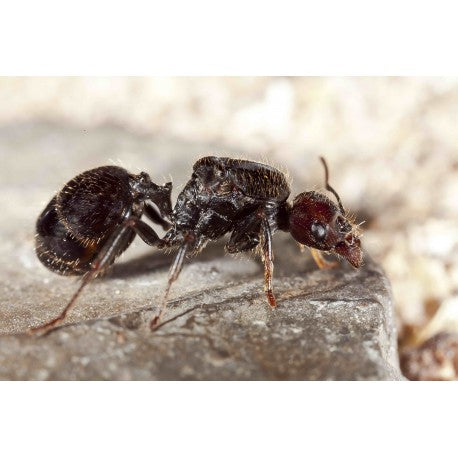 Messor barbarus - Königin