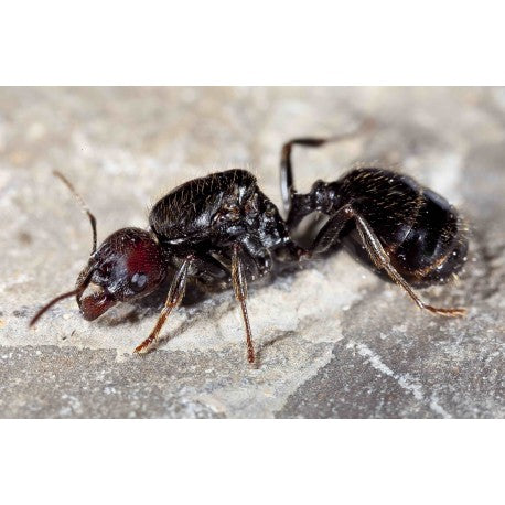 Messor barbarus - Königin