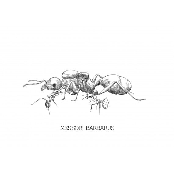 Messor barbarus - Königin