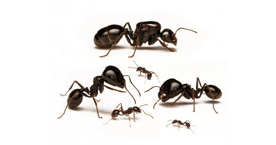 Messor capitatus - Kolonie