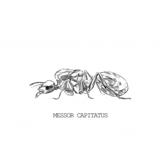 Messor capitatus- Königin