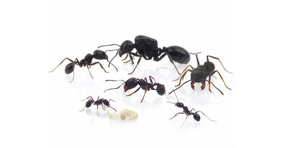 Messor structor-Kolonie mit Königin (für Anfänger geeignet)