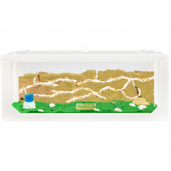 Natürliche Ameisenfarm aus Sand - Big 3D Starter Set 30x15x10 cm (Ameisen)