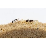 Natürliche Ameisenfarm aus Sand - Big 3D Starter Set 30x15x10 cm (Ameisen)