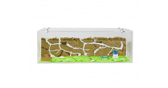 Natürliche Ameisenfarm aus Sand - Big Acryl Starter Set 30x15x10 cm (Ameisen)