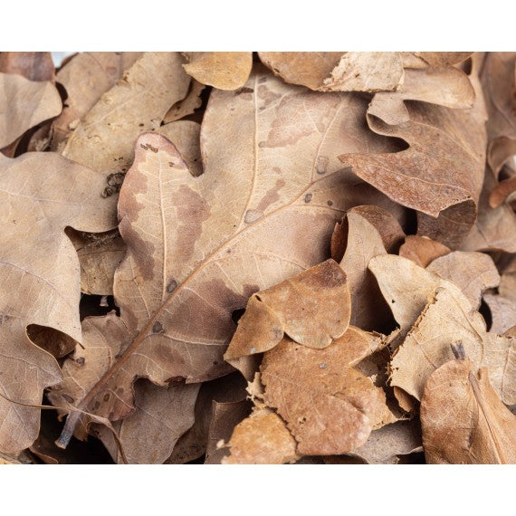 Oak Leaves 500cc