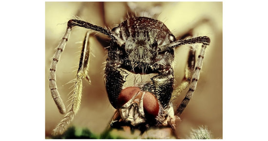 Paraponera clavata (sezierte Ameise)
