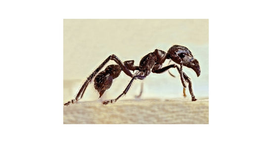 Paraponera clavata (sezierte Ameise)