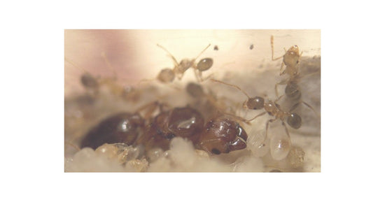 Pheidole pallidula - Kolonie
