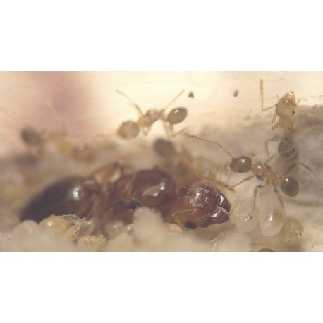 Pheidole pallidula - Kolonie