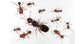 Pheidole pallidula - Kolonie