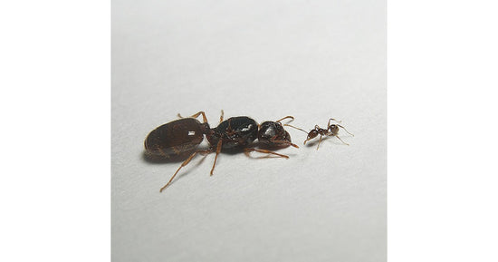 Pheidole pallidula- Königin (Mit Eiern)