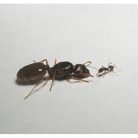 Pheidole pallidula- Königin (Mit Eiern)