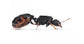 Regalo Reina de Tetramorium caespitum