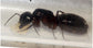Reina Camponotus herculeanus (Hormiga Gigante)