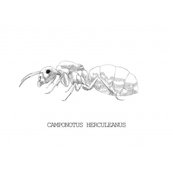 Reina Camponotus herculeanus (Hormiga Gigante)