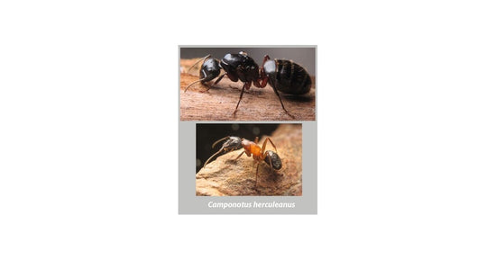 Reina Camponotus herculeanus (Hormiga Gigante)