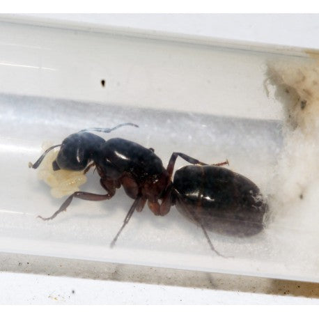 Reina Camponotus herculeanus (Hormiga Gigante)