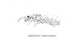 Reina Camponotus herculeanus (Hormiga Gigante)