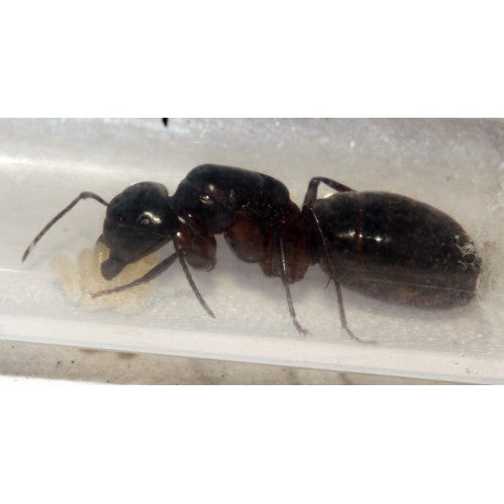 Reina Camponotus herculeanus (Hormiga Gigante)