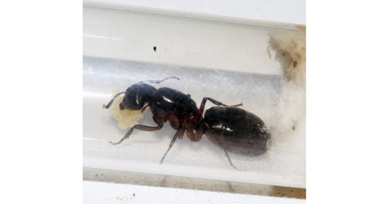 Reina Camponotus herculeanus (Hormiga Gigante)