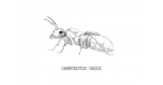 Reina de Camponotus vagus