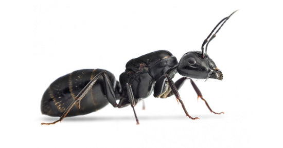 Reina de Camponotus vagus