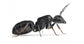 Reina de Camponotus vagus