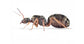Reina Formica cinerea