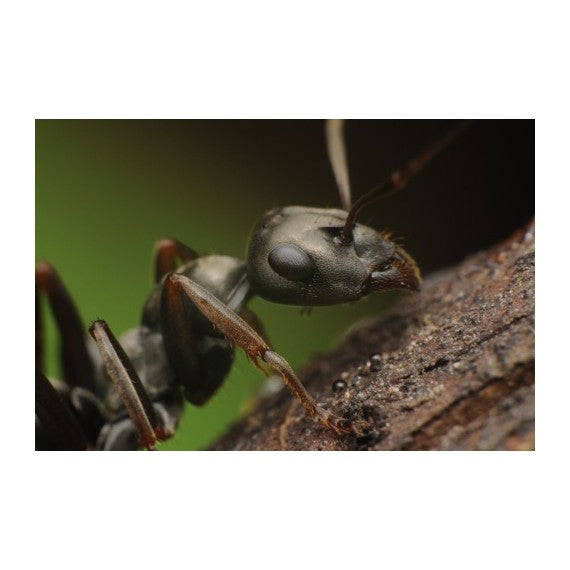 Reina Formica cinerea