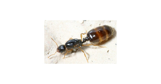 Solenopsis fugax- Königin