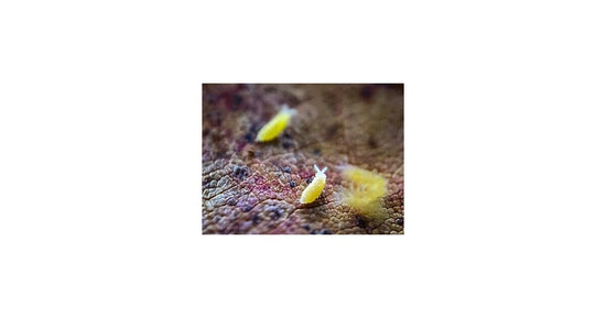 Springschwanz Ceratophycella sp Lilac "Albino Yellow" 250cc