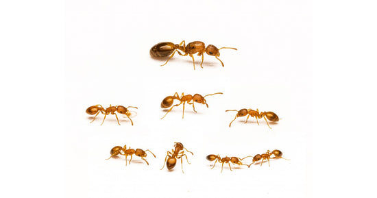 Temnothorax Unifasciatus