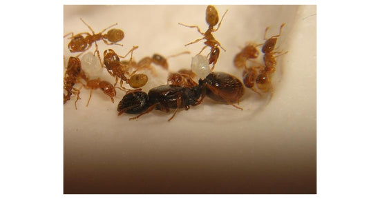 Tetramorium semilaeve- Kolonie