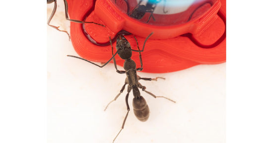 Tränke für Langkieferameisen (10 ml)