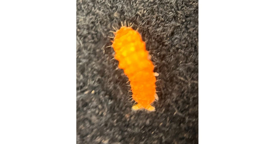 Yuukianura Aphoruroides (Orange Springtail) 150cc