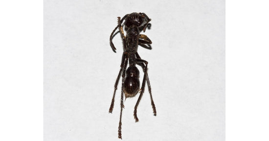 Zerlegte Paraponera clavata (sezierte Ameise)